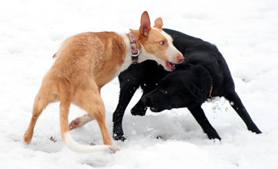 Hundebetreuung Friedrichshain 1